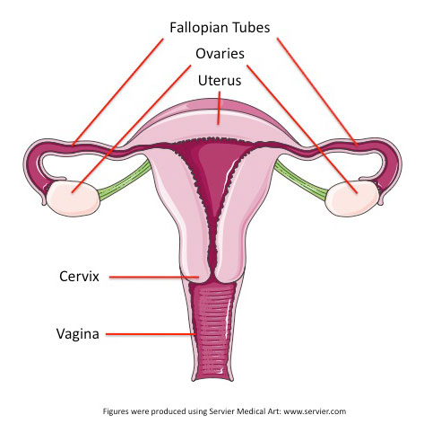 Burning vagina during mestruation